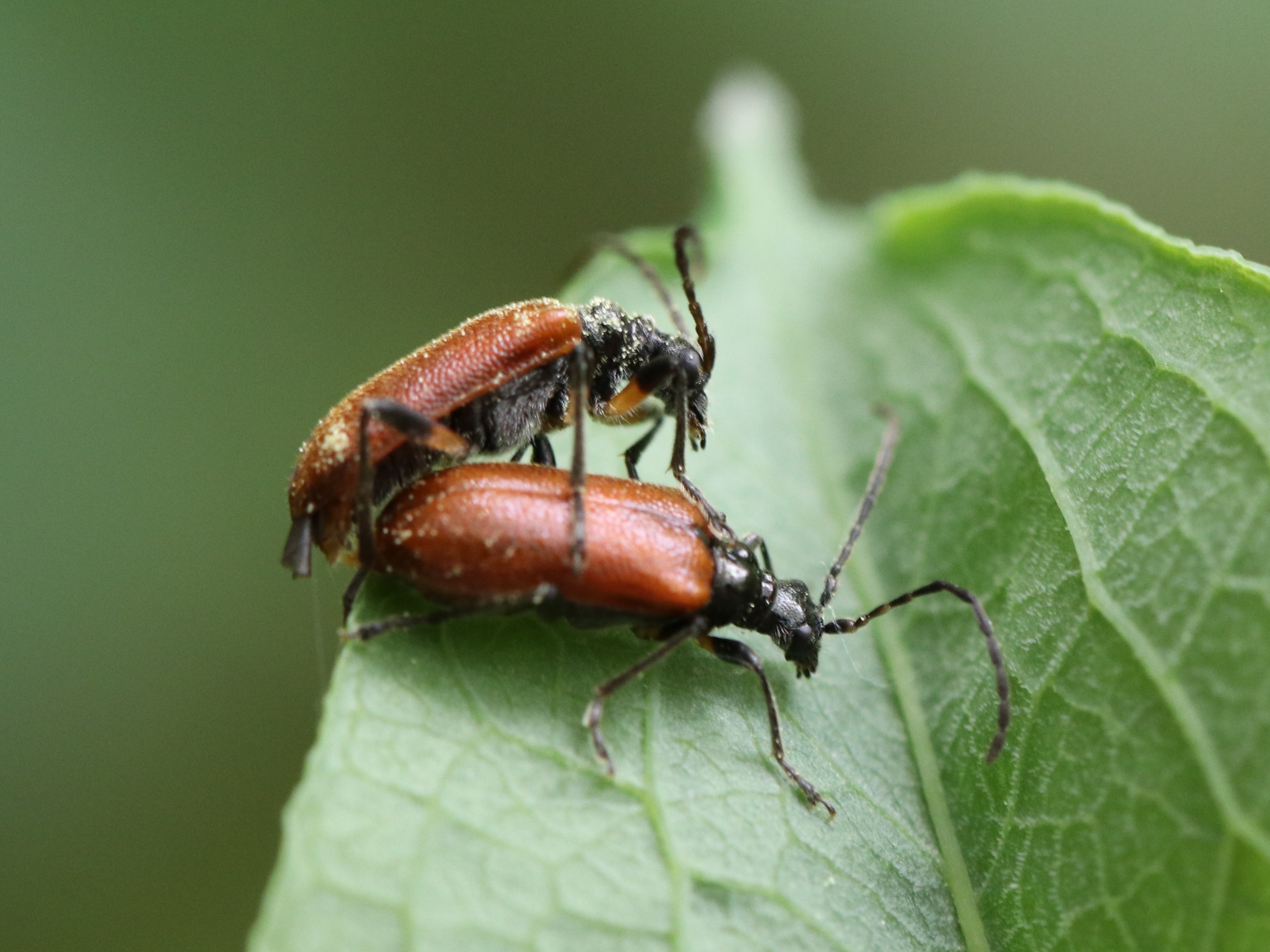 キバネニセハムシハナカミキリ